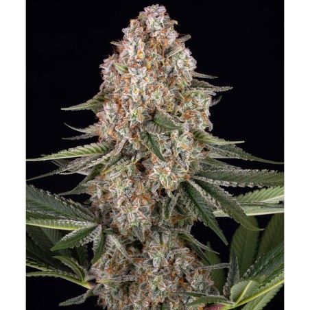 Barney's Farm Mendo Breath Cannabis Samen 5 Stk.