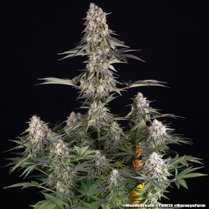 Barney's Farm Mendo Breath Cannabis Samen 5 Stk.