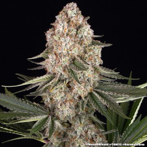 Barney's Farm Mendo Breath Cannabis Samen 5 Stk.
