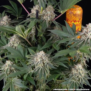 Barney's Farm Mendo Breath Cannabis Samen 5 Stk.