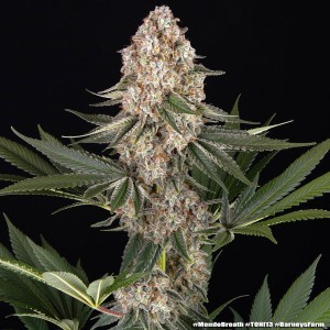 Barney's Farm Mendo Breath Cannabis Samen 5 Stk.