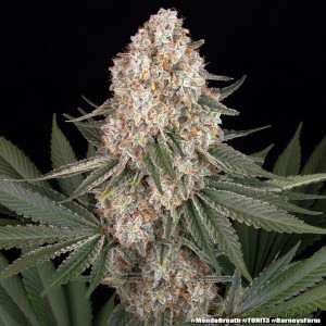 Barney's Farm Mendo Breath Cannabis Samen 5 Stk.