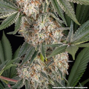Barney's Farm Mendo Breath Cannabis Samen 5 Stk.
