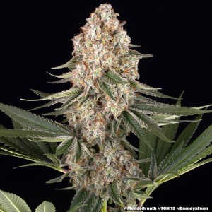 Barney's Farm Mendo Breath Cannabis Samen 5 Stk.