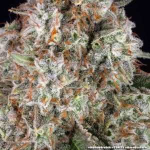 Barney's Farm Mendo Breath Cannabis Samen 5 Stk.