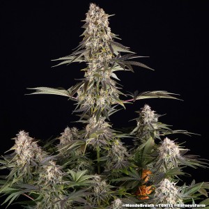 Barney's Farm Mendo Breath Cannabis Samen 5 Stk.