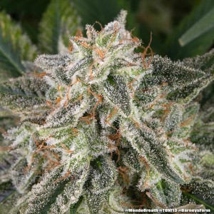 Barney's Farm Mendo Breath Cannabis Samen 5 Stk.