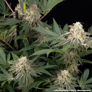 Barney's Farm Mendo Breath Cannabis Samen 5 Stk.