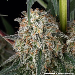 Barney's Farm Mendo Breath Cannabis Samen 5 Stk.