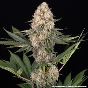Barney's Farm Mendo Breath Cannabis Samen 5 Stk.