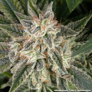 Barney's Farm Mendo Breath Cannabis Samen 5 Stk.