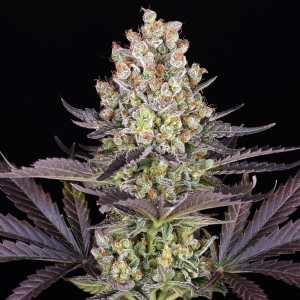 Barney's Farm Papaya Frosting Cannabis Samen 3 Stk.
