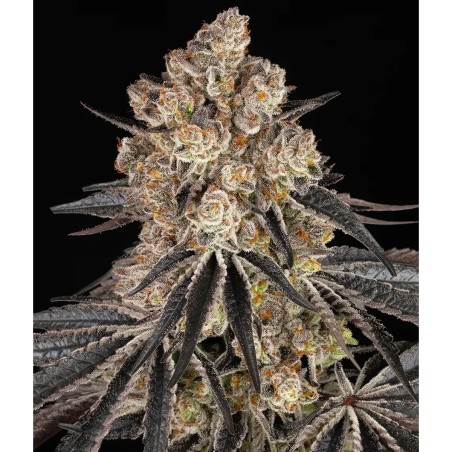 Barney's Farm Rainbow Sherbet Cannabis Samen 3 Stk.