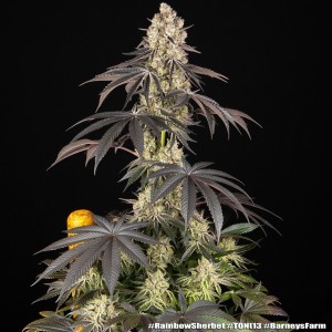 Barney's Farm Rainbow Sherbet Cannabis Samen 3 Stk.