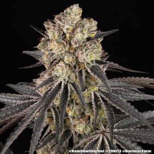 Barney's Farm Rainbow Sherbet Cannabis Samen 3 Stk.