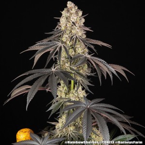 Barney's Farm Rainbow Sherbet Cannabis Samen 3 Stk.