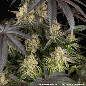 Barney's Farm Rainbow Sherbet Cannabis Samen 3 Stk.