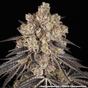 Barney's Farm Rainbow Sherbet Cannabis Samen 3 Stk.
