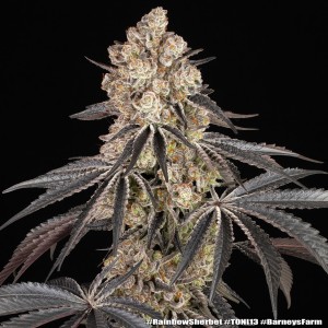 Barney's Farm Rainbow Sherbet Cannabis Samen 3 Stk.
