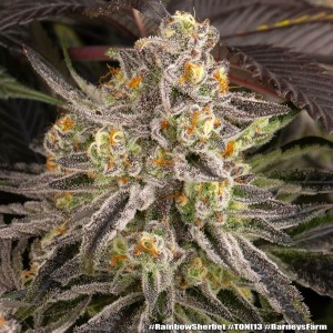Barney's Farm Rainbow Sherbet Cannabis Samen 3 Stk.