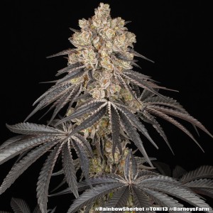 Barney's Farm Rainbow Sherbet Cannabis Samen 3 Stk.