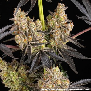 Barney's Farm Rainbow Sherbet Cannabis Samen 3 Stk.