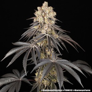 Barney's Farm Rainbow Sherbet Cannabis Samen 3 Stk.