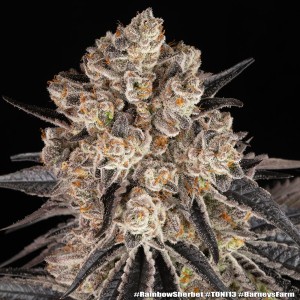 Barney's Farm Rainbow Sherbet Cannabis Samen 3 Stk.