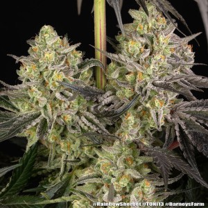 Barney's Farm Rainbow Sherbet Cannabis Samen 3 Stk.