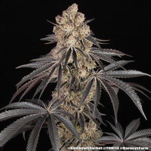 Barney's Farm Rainbow Sherbet Cannabis Samen 3 Stk.