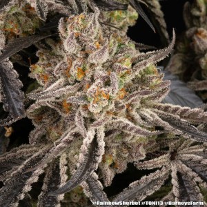 Barney's Farm Rainbow Sherbet Cannabis Samen 3 Stk.