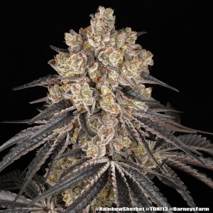 Barney's Farm Rainbow Sherbet Cannabis Samen 3 Stk.