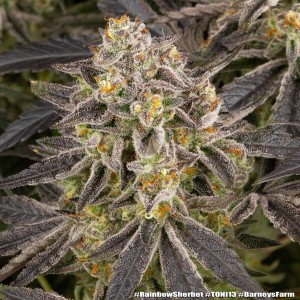 Barney's Farm Rainbow Sherbet Cannabis Samen 3 Stk.