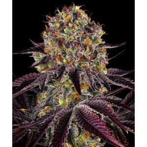 Barney's Farm Runtz x Layer Cake Cannabis Samen 3 Stk.