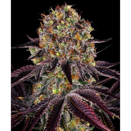 Barney's Farm Runtz x Layer Cake Cannabis Samen 3 Stk.