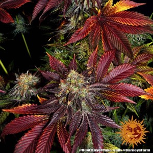 Barney's Farm Runtz x Layer Cake Cannabis Samen 3 Stk.