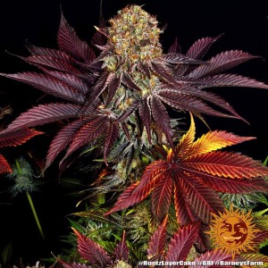 Barney's Farm Runtz x Layer Cake Cannabis Samen 3 Stk.