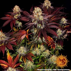 Barney's Farm Runtz x Layer Cake Cannabis Samen 3 Stk.