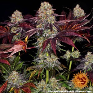 Barney's Farm Runtz x Layer Cake Cannabis Samen 3 Stk.