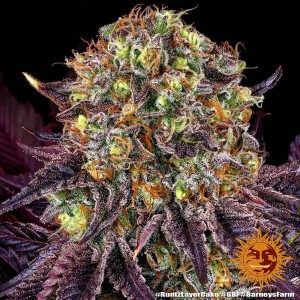 Barney's Farm Runtz x Layer Cake Cannabis Samen 3 Stk.