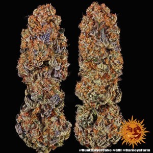 Barney's Farm Runtz x Layer Cake Cannabis Samen 3 Stk.