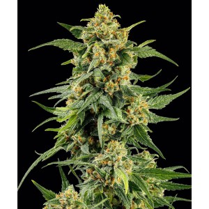 Barney's Farm Skunk #1 Feminisierte Cannabis Samen 3 Stk.