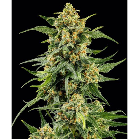 Barney's Farm Skunk #1 Feminisierte Cannabis Samen 3 Stk.