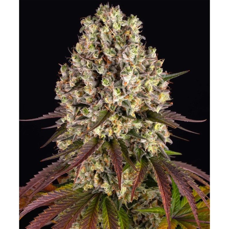 Barney's Farm Sour Diesel Feminisierte Cannabis Samen 3 Stk.