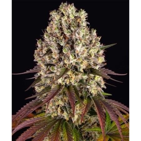 Barney's Farm Sour Diesel Feminisierte Cannabis Samen 3 Stk.