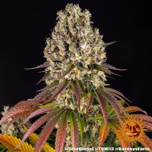 Barney's Farm Sour Diesel Feminisierte Cannabis Samen 3 Stk.