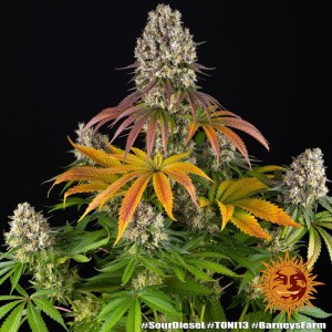 Barney's Farm Sour Diesel Feminisierte Cannabis Samen 3 Stk.