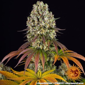 Barney's Farm Sour Diesel Feminisierte Cannabis Samen 3 Stk.