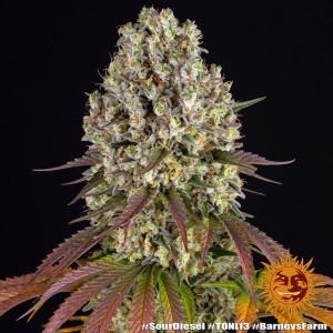 Barney's Farm Sour Diesel Feminisierte Cannabis Samen 3 Stk.