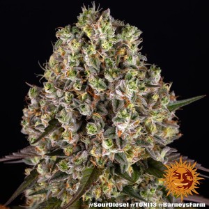 Barney's Farm Sour Diesel Feminisierte Cannabis Samen 3 Stk.